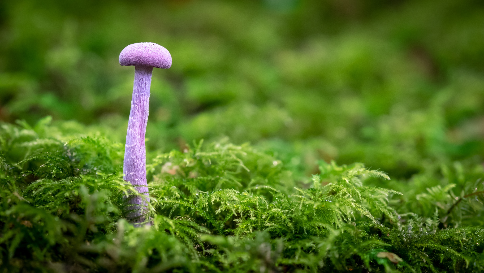 A solitary purple juvenile mushroom, Amethyst Deceiver, nestled in damp green moss.